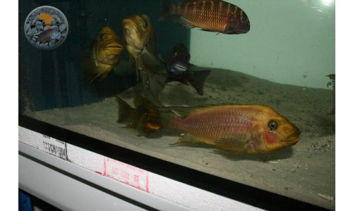 Petrochromis trewavasae